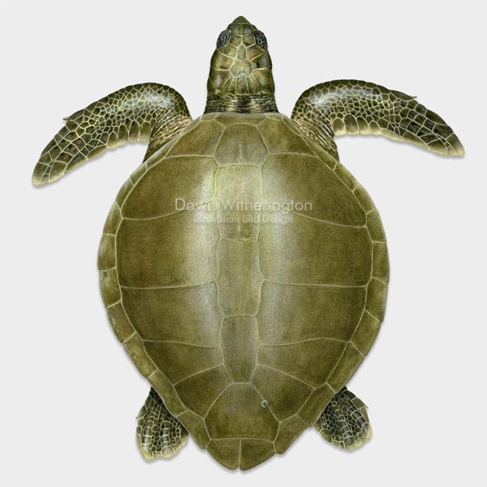 Adult olive ridley sea turtle drawnbydawn