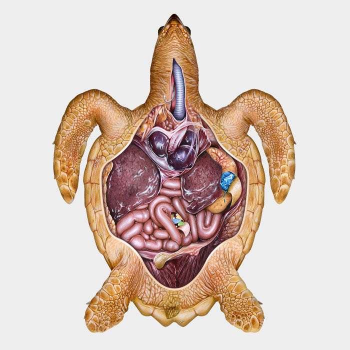 Sea turtle anatomy -- gastrointestinal system – drawnbydawn