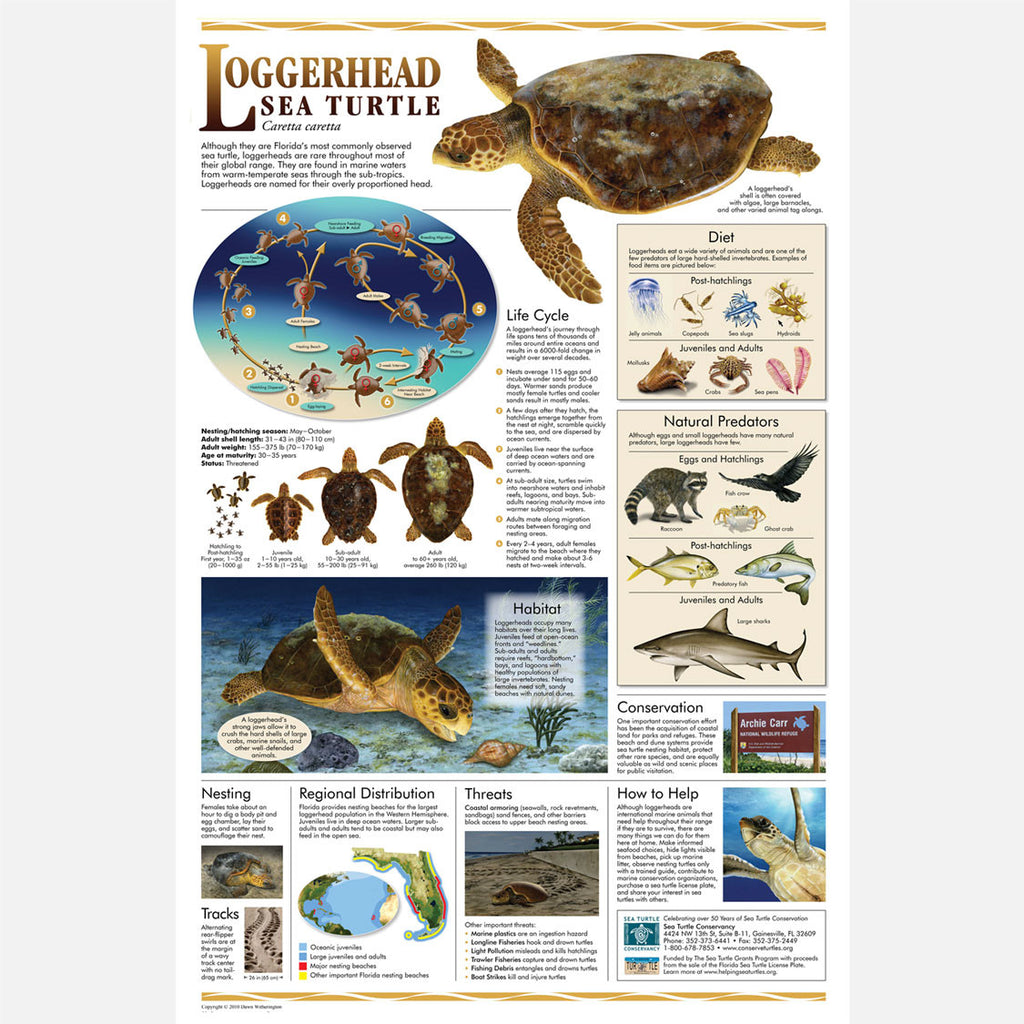 Loggerhead Sea Turtle Poster Drawnbydawn
