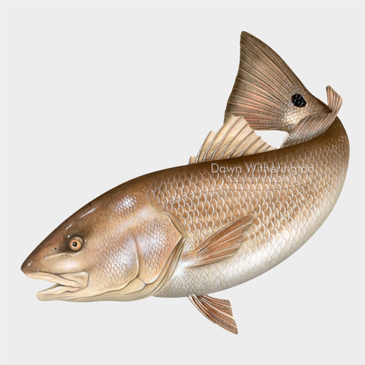 Red drum (redfish) drawnbydawn