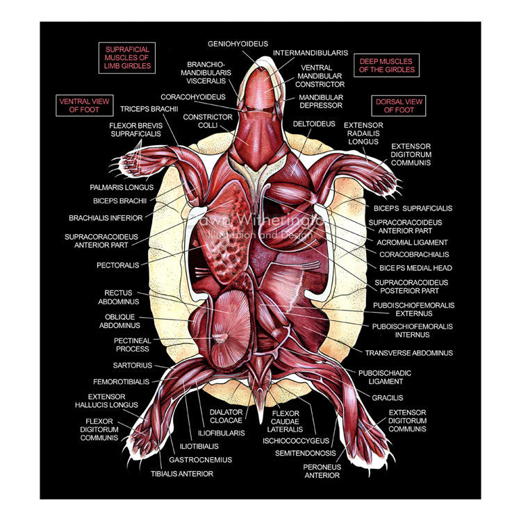 Кровообращение у черепах. Красноухая черепаха строение внутренних органов. Пищеварительная система черепахи схема. Строение мышц у красноухой черепахи. Пищеварительная система сухопутной черепахи строение.