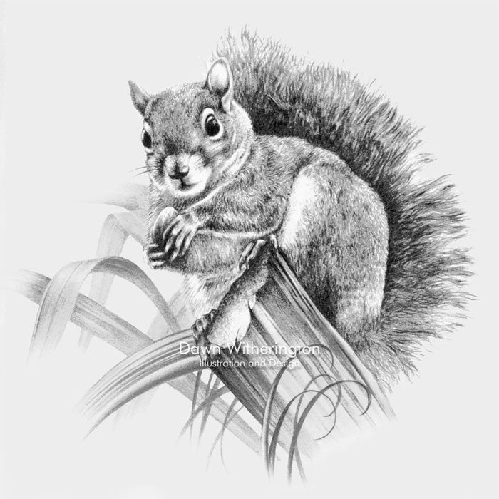 Eastern gray squirrel drawnbydawn