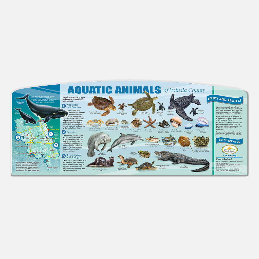 Aquatic Animals Of Volusia County Display Panel Drawnbydawn