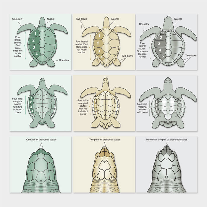 Sea turtle species identification – drawnbydawn