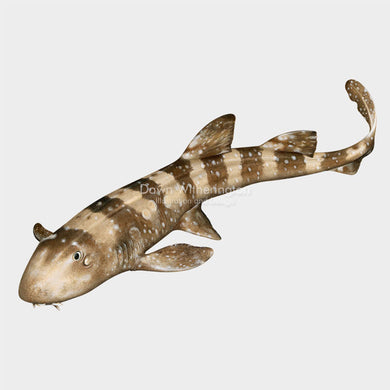 white spotted bamboo shark drawing