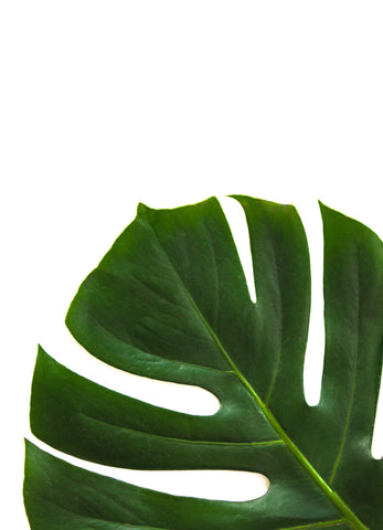 Part of a monstera leaf in bottom left corner on whitw background 