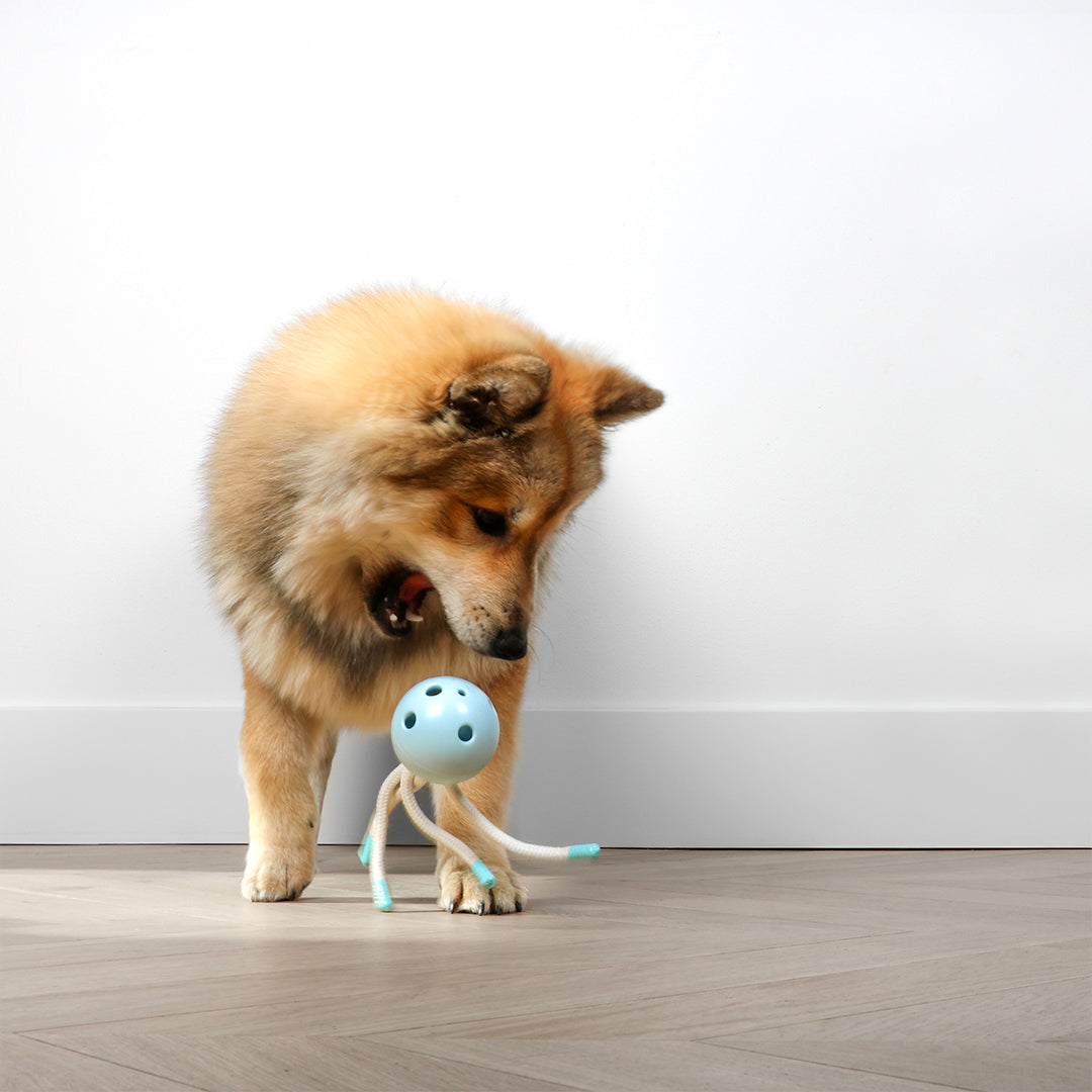 Milo kauwspeelgoed met touw voor pups en kleine honden – designforpets