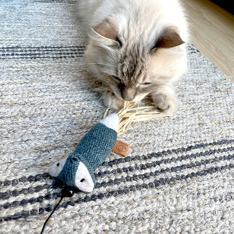 chat avec un jouet de pêche
