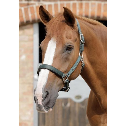 Premier Equine Plain Padded Headcollar