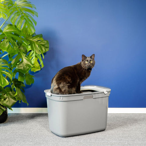 top entry litter box the pros and cons