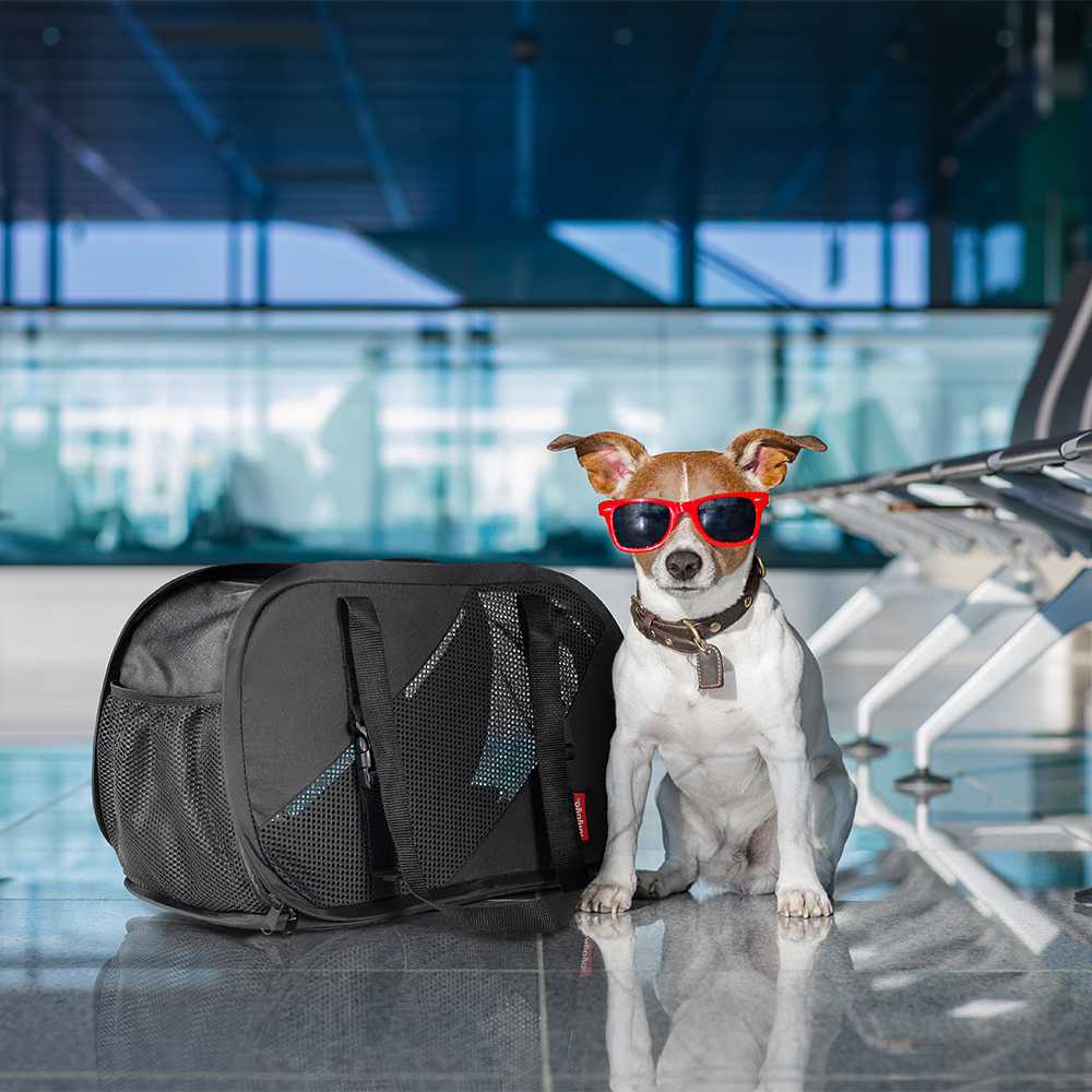 SG INSTOCK】Cat Pet Dog Double Layer Luggage /Pet Carrier with Trolley Dog  and Cat Travel Bag Double-Compartment Pet Carrier Backpack with Wheels for  Small Cats and Dogs, Pet Supplies, Homes & Other