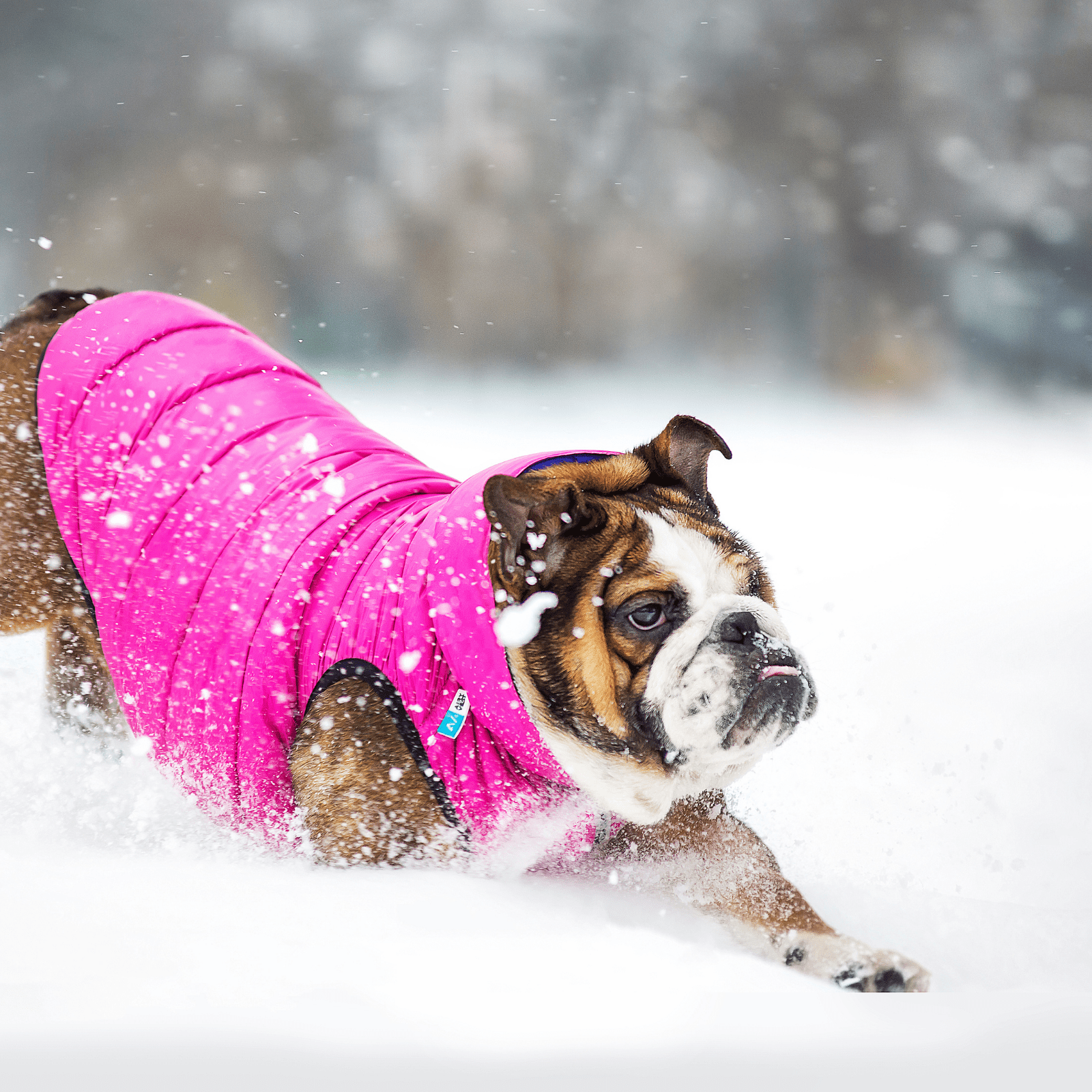 Louis Pup Reversible Fluffy Vest