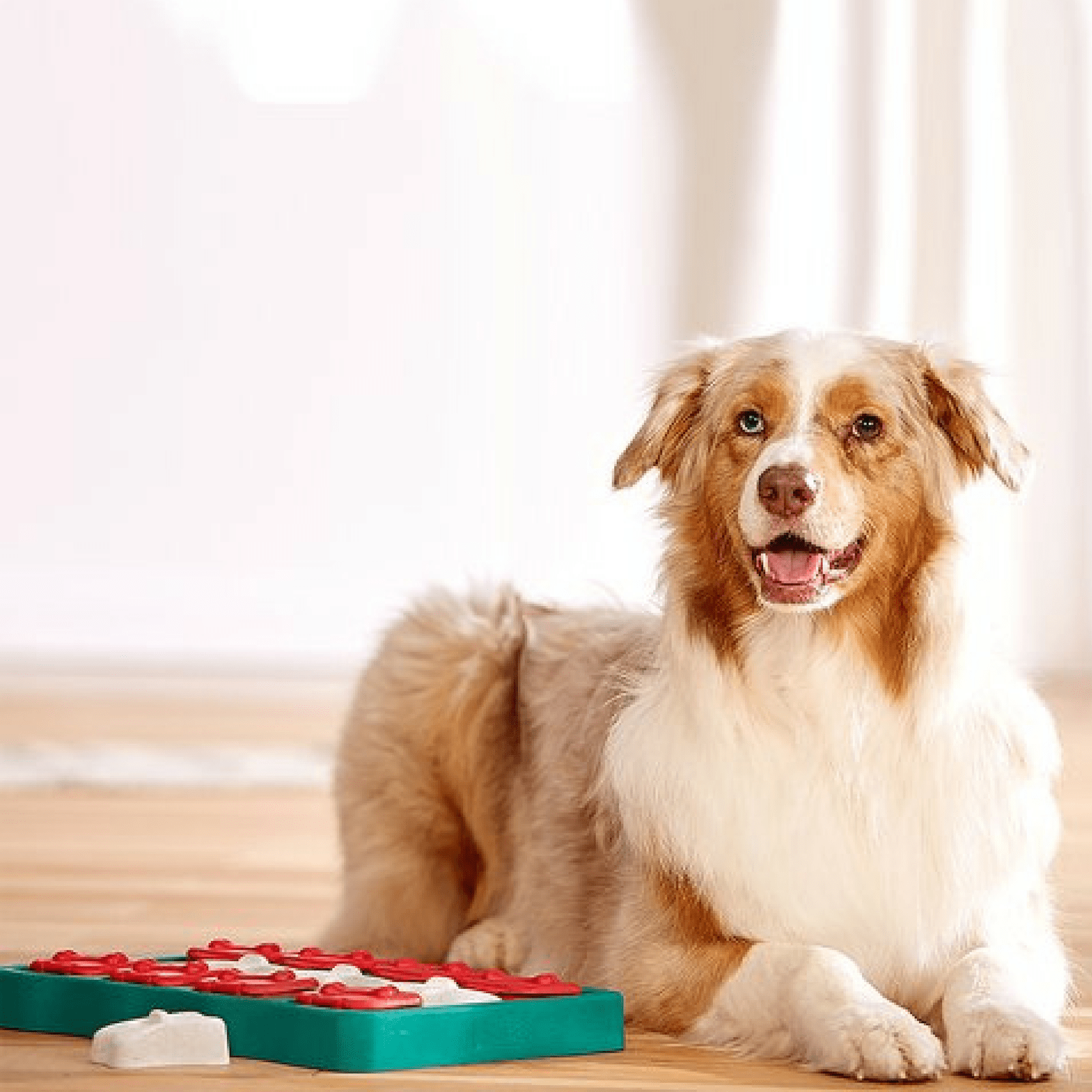 https://cdn.shopify.com/s/files/1/1733/0973/products/outward-hound-dog-toy-nina-ottosson-dog-puzzle-toy-interactive-treat-dispenser-dog-brick-3952792305767.png?v=1635181740