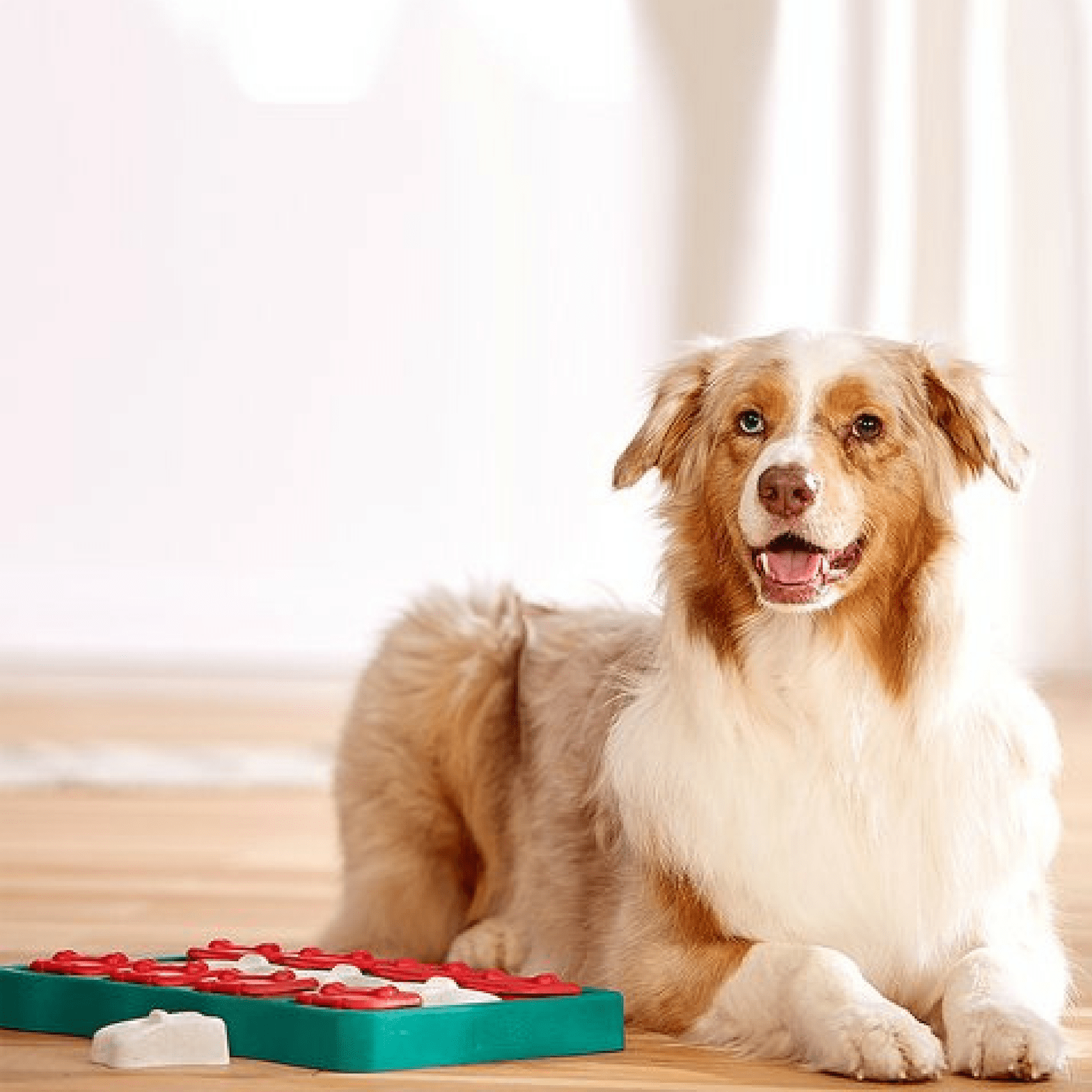 Dog Treat Dispenser Toy With Button - Modern Pets