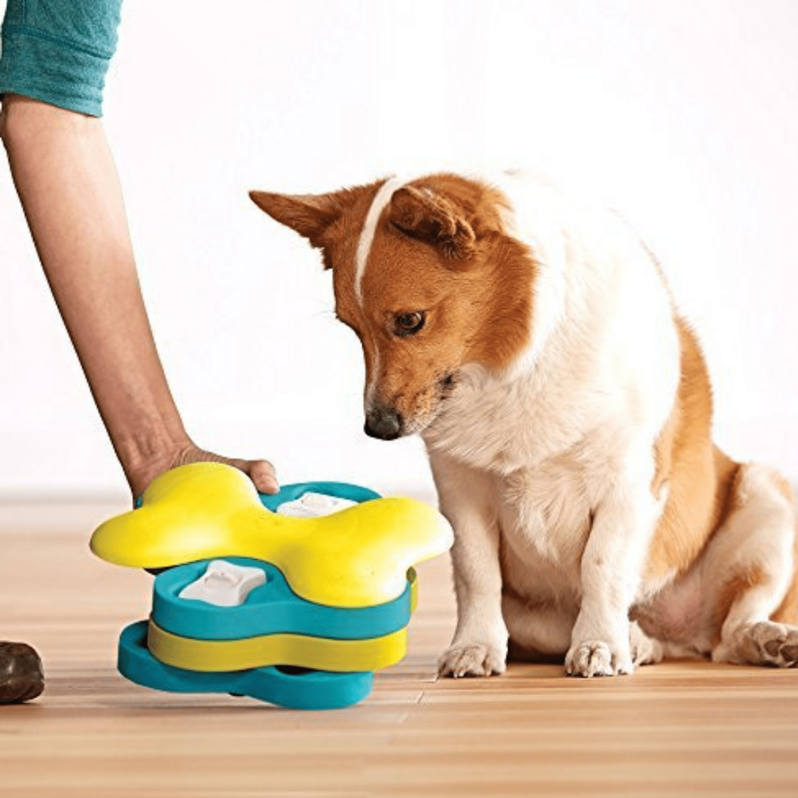 https://cdn.shopify.com/s/files/1/1733/0973/products/outward-hound-dog-toy-nina-ottosson-dog-puzzle-toy-interactive-treat-dispenser-dog-tornado-31857755685063.png?v=1635181569