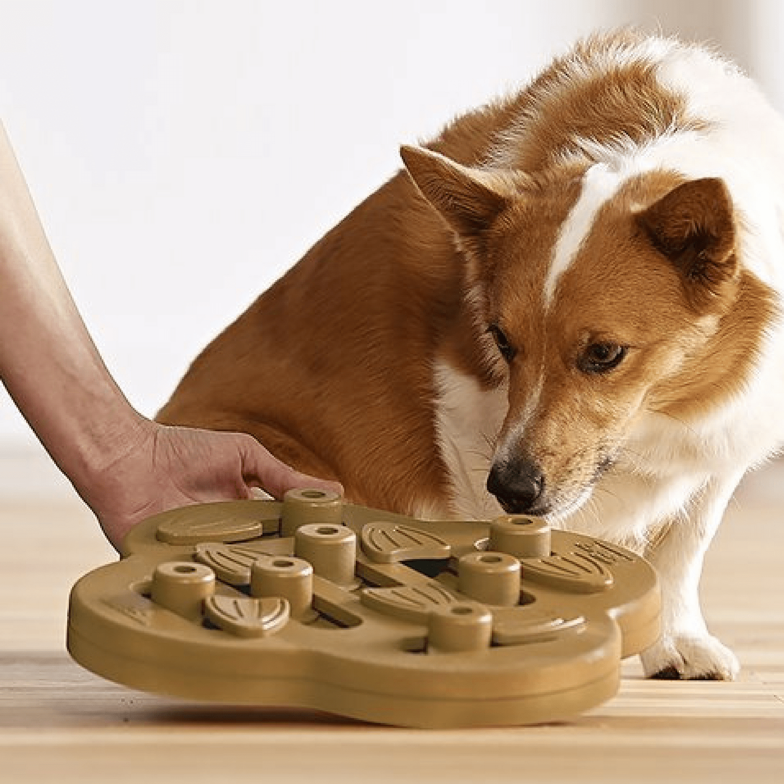 REVIEW NINA Ottosson Outward Houd Dog Smart Orange Interactive Treat Puzzle  Dog Toy Level 1 
