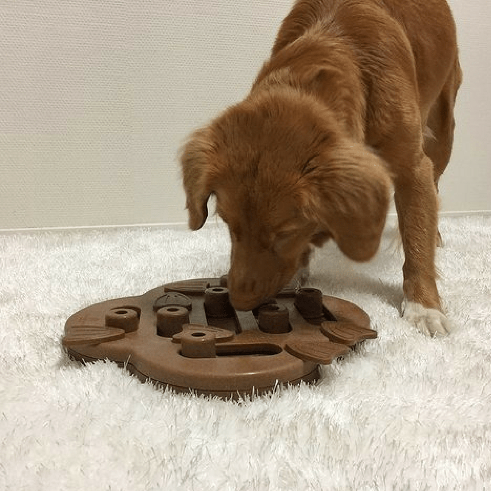 https://cdn.shopify.com/s/files/1/1733/0973/products/outward-hound-dog-toy-nina-ottosson-dog-puzzle-toy-interactive-treat-dispenser-hide-n-slide-3932847538279.png?v=1635181390