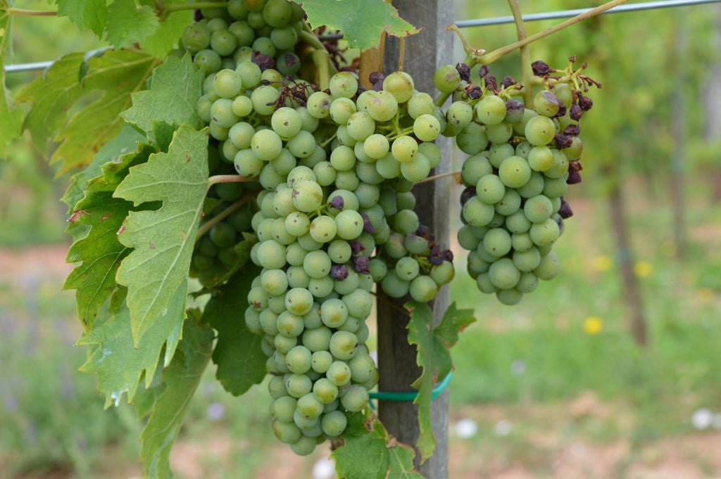 Hungarian grape harvest