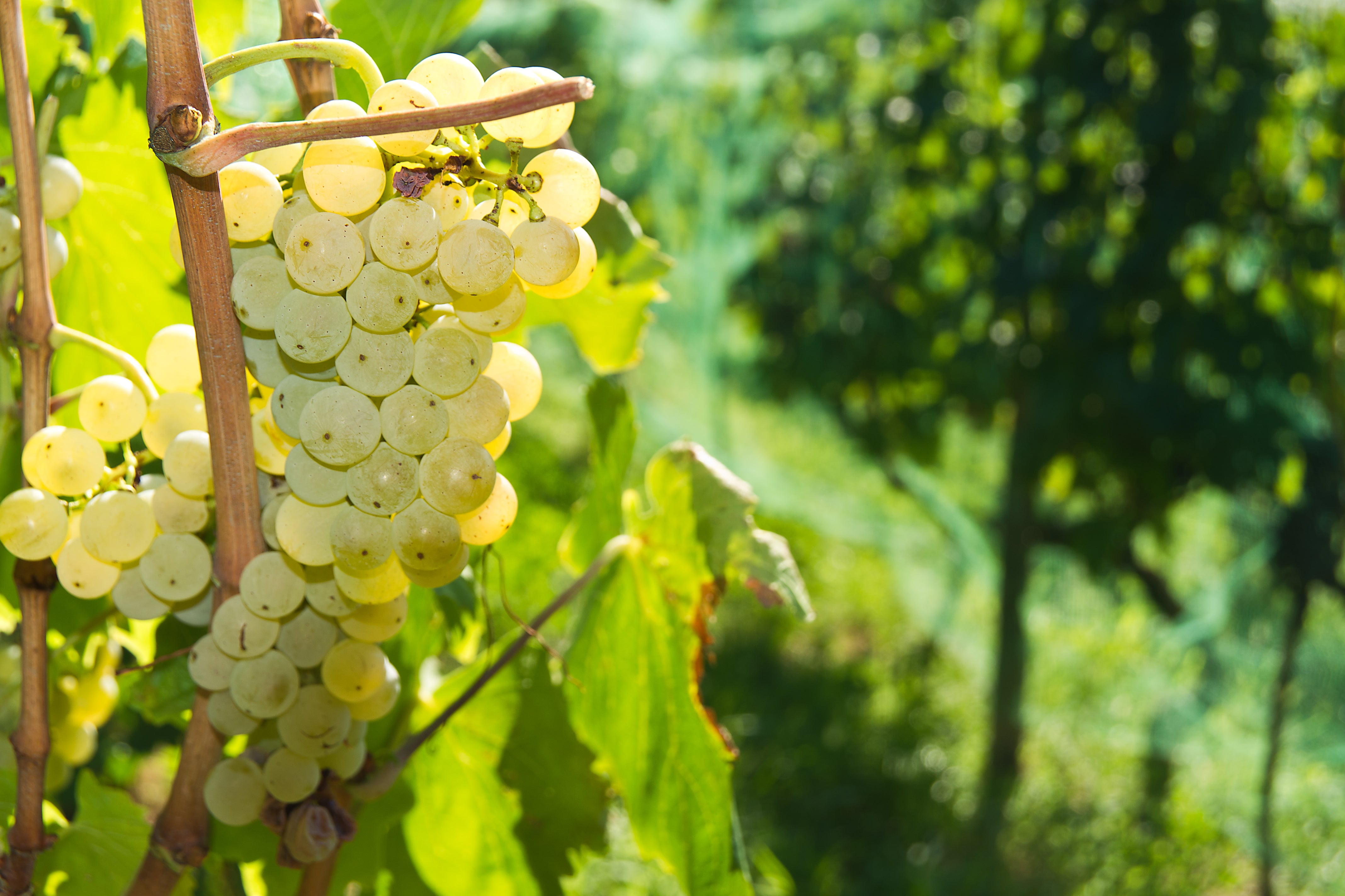 Malvasija-Istarska Grapes