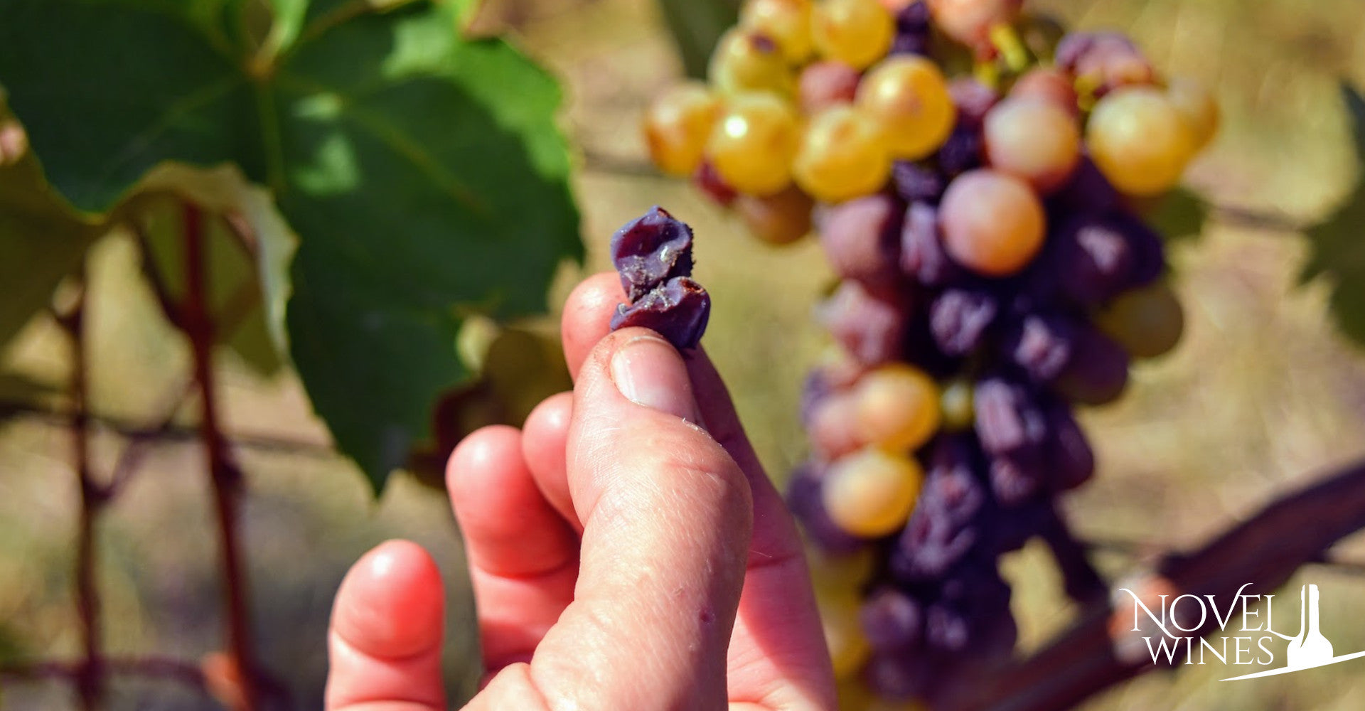 Noble rot grape bunch perfect for Szamorodni dessert wines