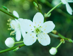 Spring blossom