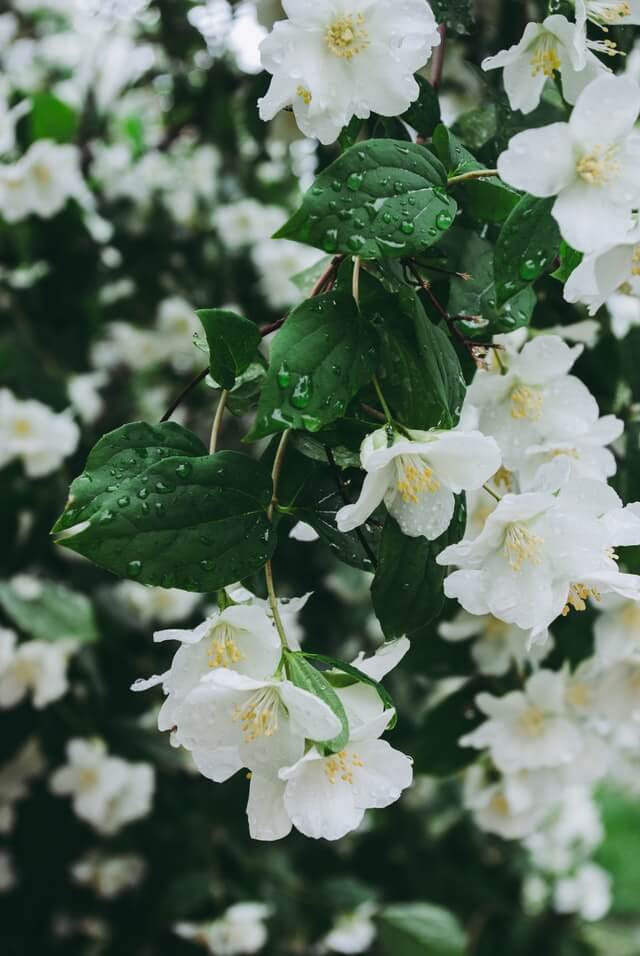 Bulk Jasmine Flowers 