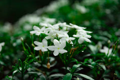 Small white flowers and green foliage