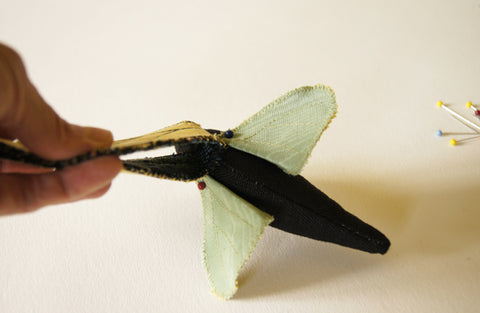 both underwings pinned to the body, hand holding the two upperwings upwards to view the placement of the underwings