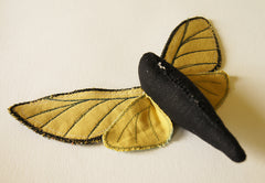 the underside of the moth with all wings attached