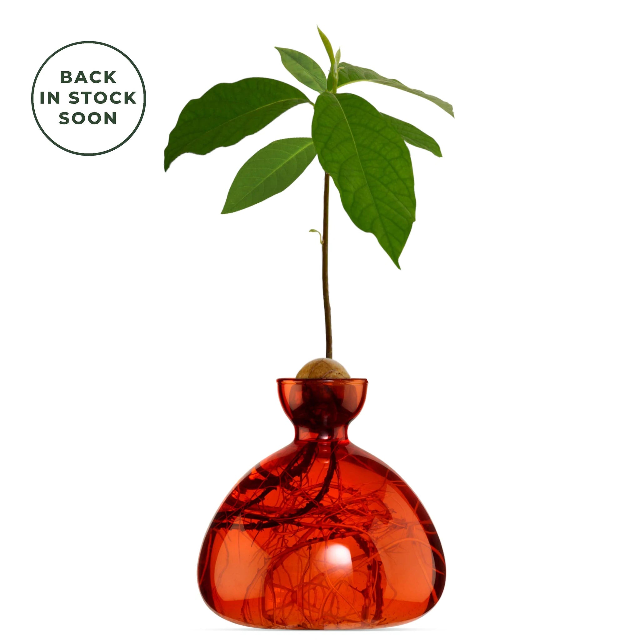 Avocado Vase Scarlette red