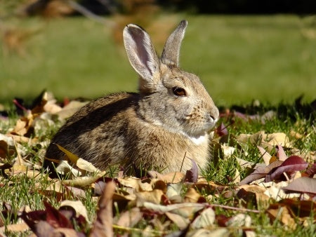 rabbit for kids-young reader