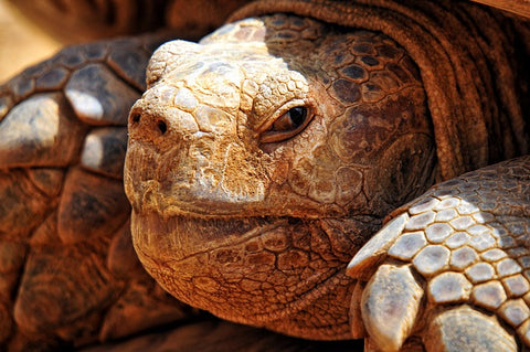 amazing animal books turtles