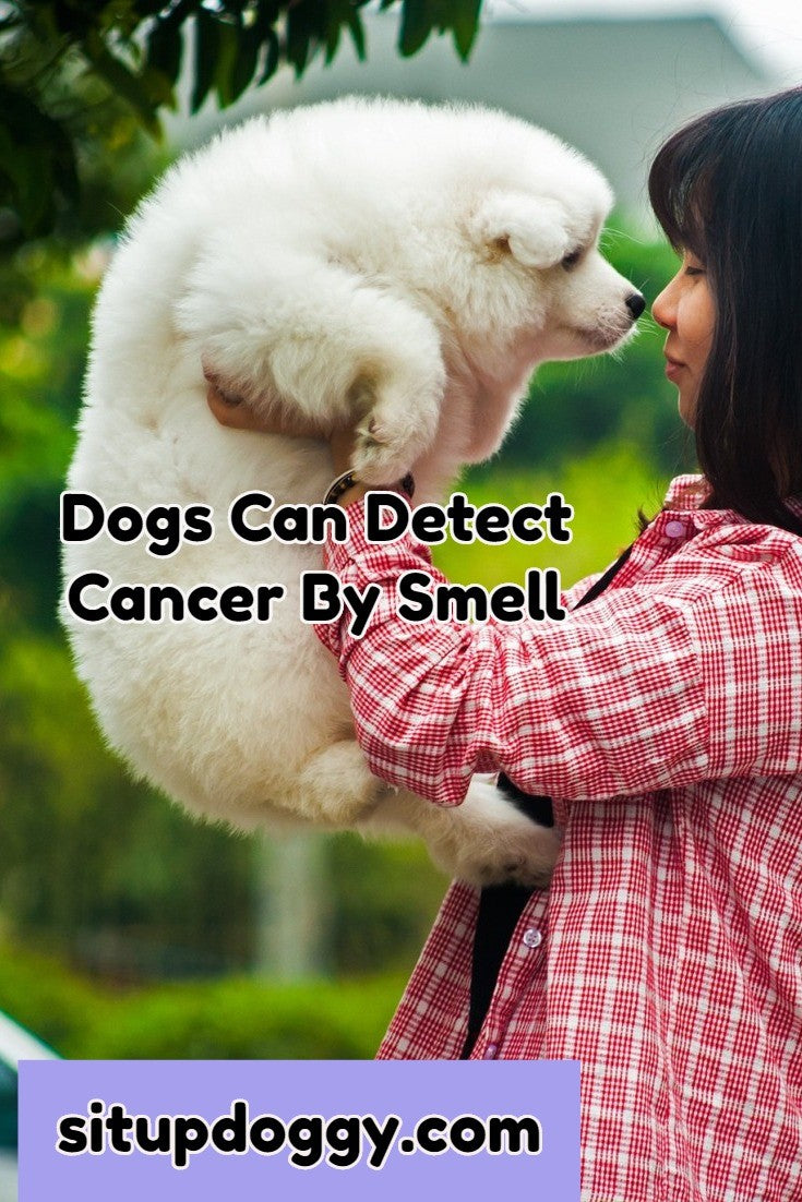 dog and cancer