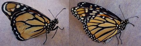 aberrant monarch butterfly
