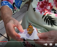 butterfly release video B