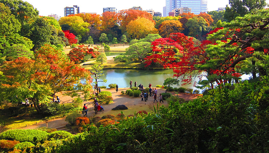 Most Beautiful Places To See The Autumn Leaves In Tokyo
