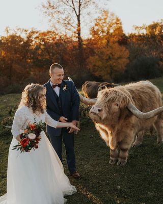wedding couple with a cow