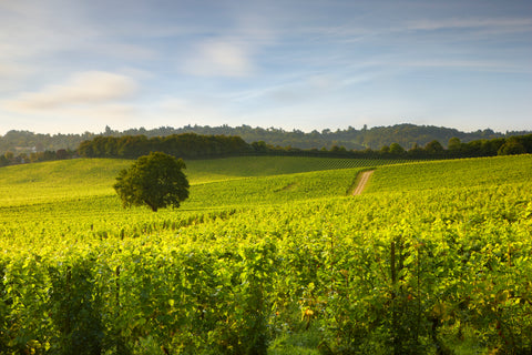 Denbies English wines the english wine collection