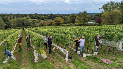 Beacon Down vineyard the English Wine Collection