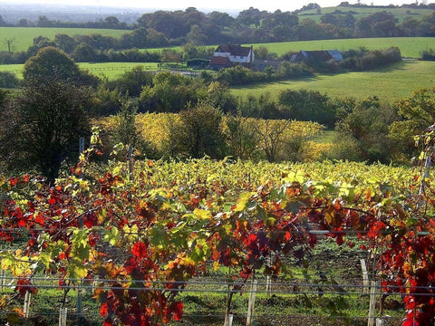 Martins Lane Vineyard - The english wine Collection