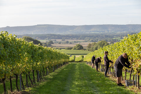 Roebuck estates English sparkling wine the english wine collection