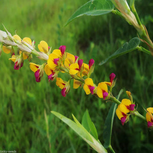 Alyce Clover - PetcherSeeds