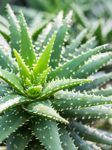 aloe vera hair care benefits