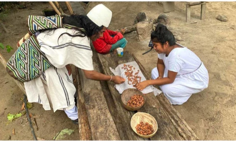 selecting cacao