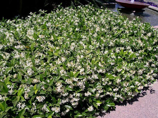 Trachelospermum Jasminoides Confederate Jasmine Green Groundcover Cl Hydropro Sales
