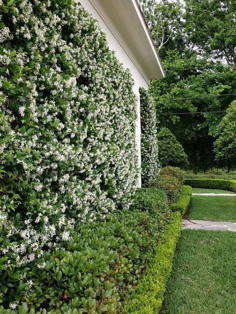 Trachelospermum jasminoides Confederate Jasmine Green 