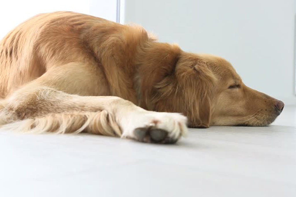 How much should dogs sleep?