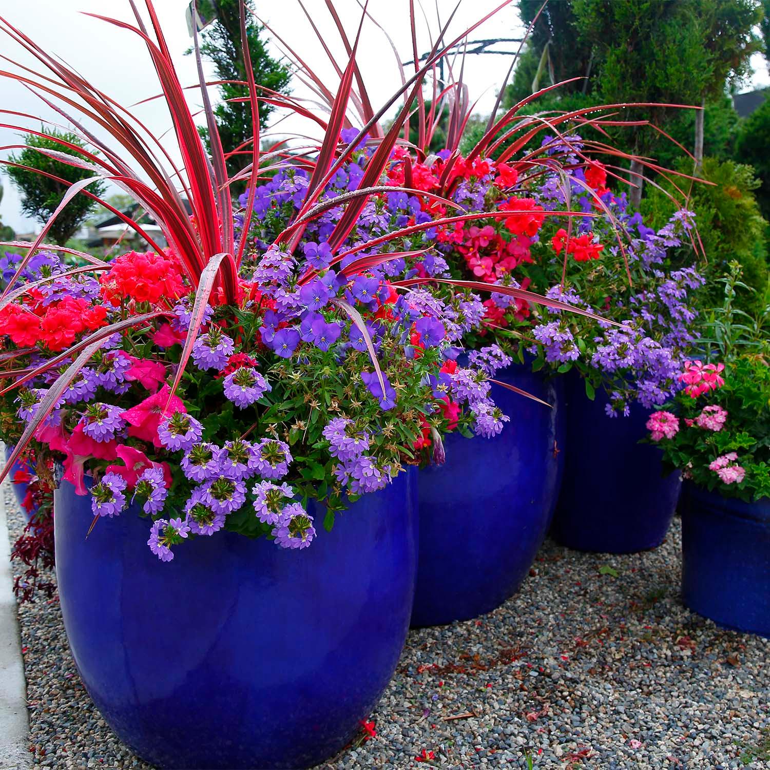 Terracotta Plant Pots – Roger's Gardens