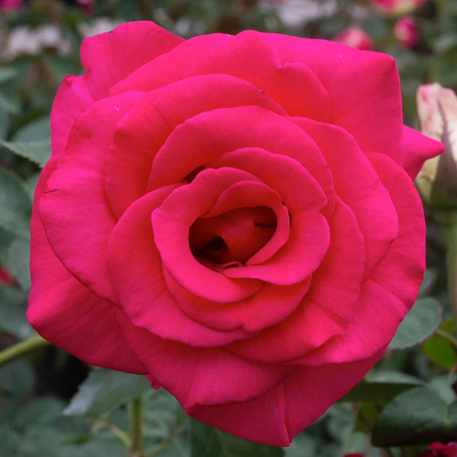 The Barbie Dream Rose Garden: A Blooming Fantasy in Hot Pink