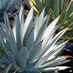 Agave_Blue_Glow